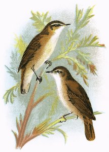 Reed Warbler (الجزء السفلي) و Sedge Warbler (الجزء العلوي)